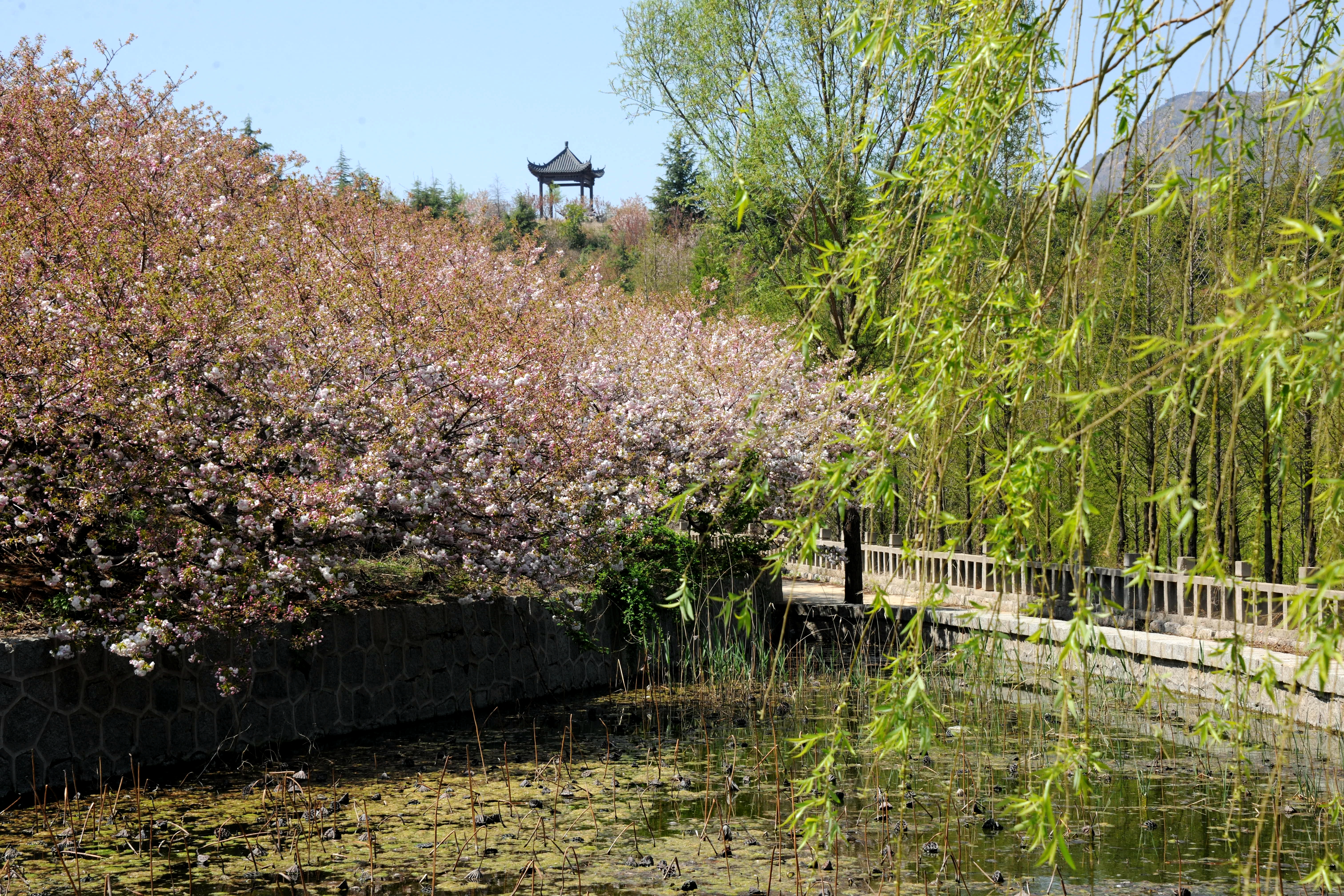 想去邹平樱花山观赏晚樱花海——滨州网"两微一端"免费"送票"300张