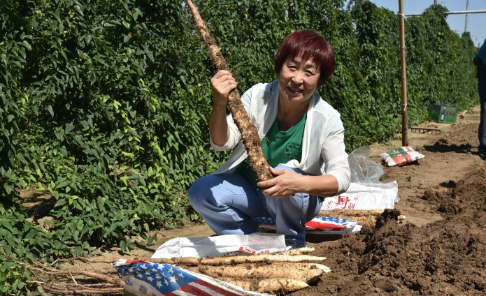 邹平长山镇3000余亩细毛山药喜获丰收