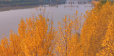 你见过滨州这么美的秋色吗？满城尽带黄金甲