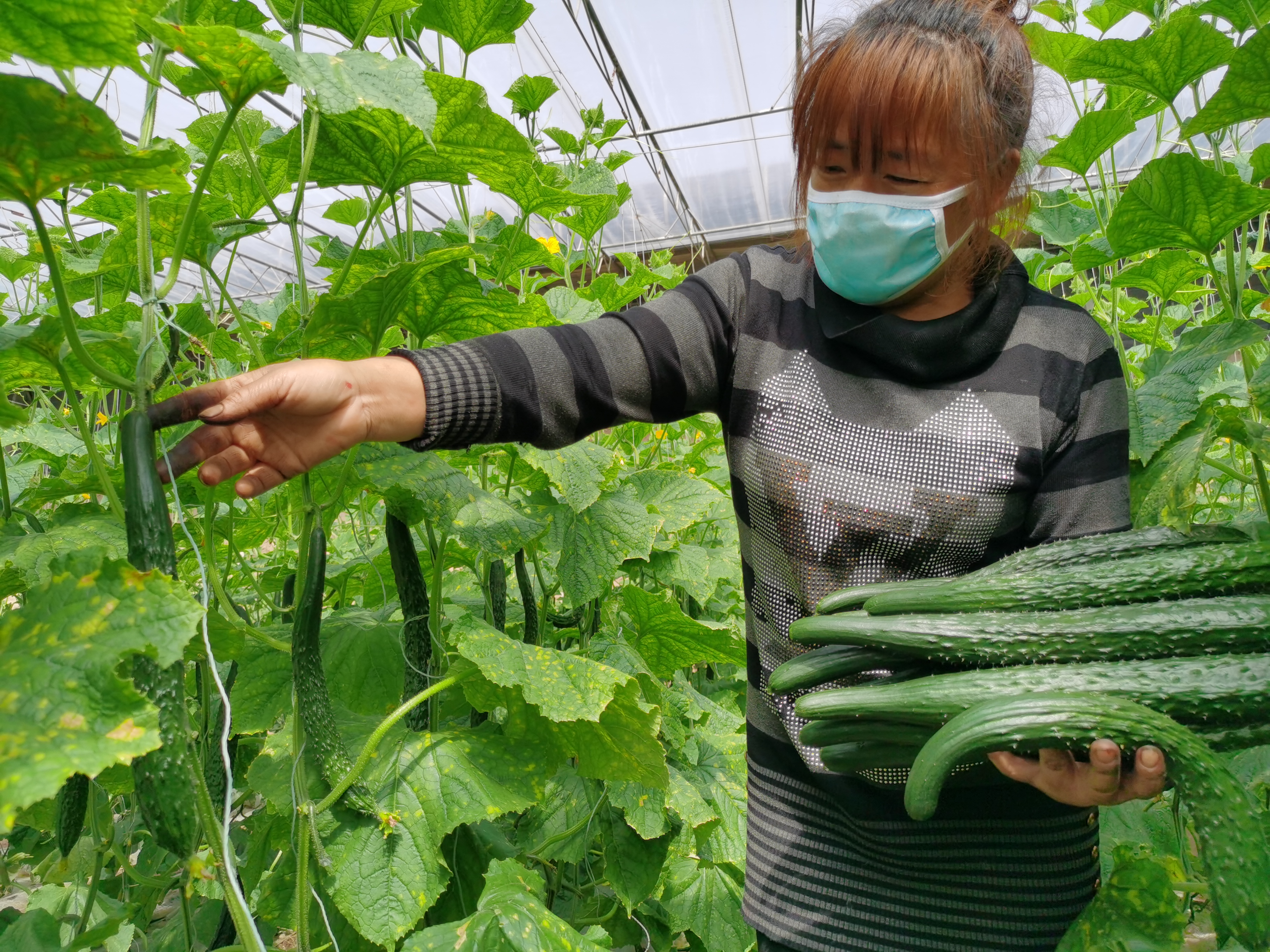 3月20日,在位于无棣县柳堡镇付瞿阝王家村的天翼种植合作社的蔬菜大棚