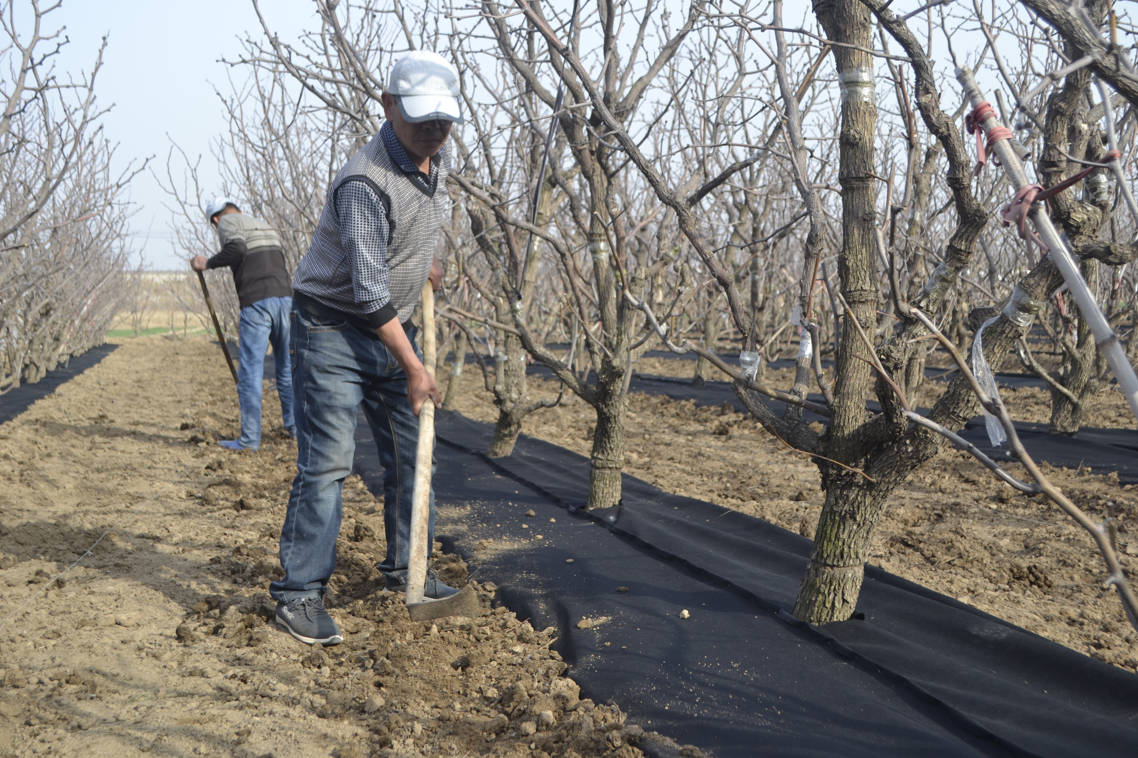 低时,可以大量吸收太阳光辐,从而提高冬枣园地温,促进果树根系的活力