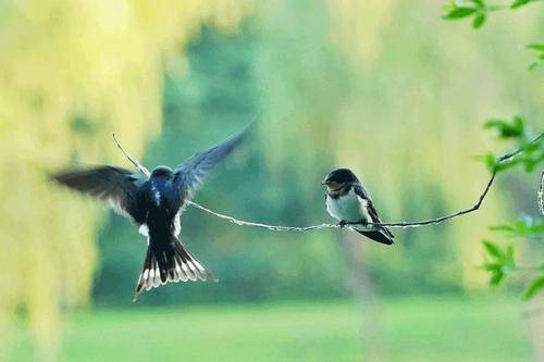 卢玉莲燕归梁·春燕而今重见,虚帘残梦,何处觅柴篱.愿安晴好度余晖.不