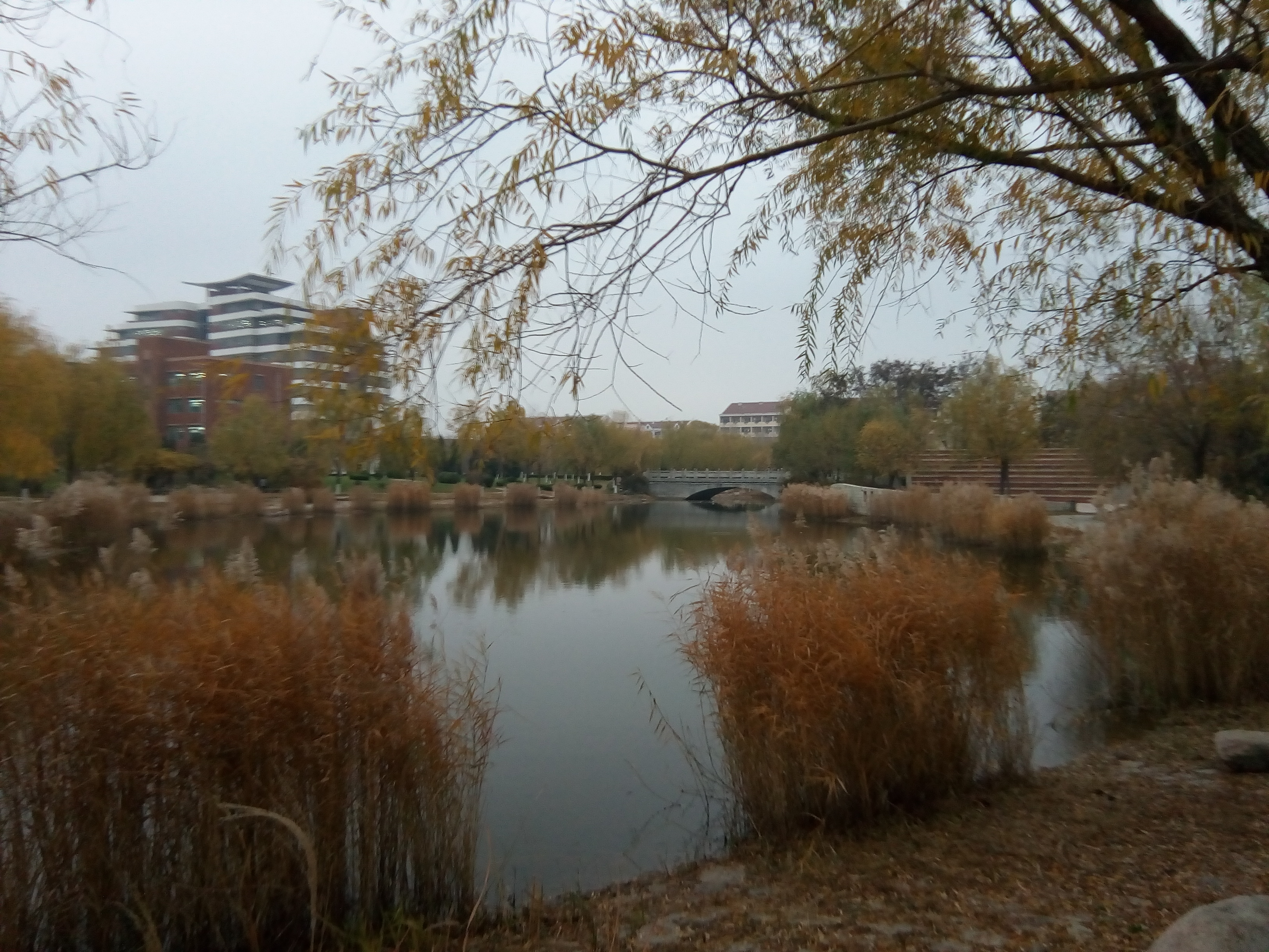 滨州学院 风景图片