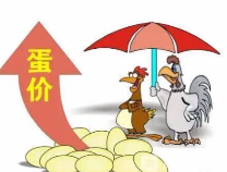 11月15日滨州生活消费品：鸡蛋价格下降；猪肉价格上涨