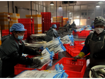 滨州60余家渔业企业 备战春节水产品市场供应