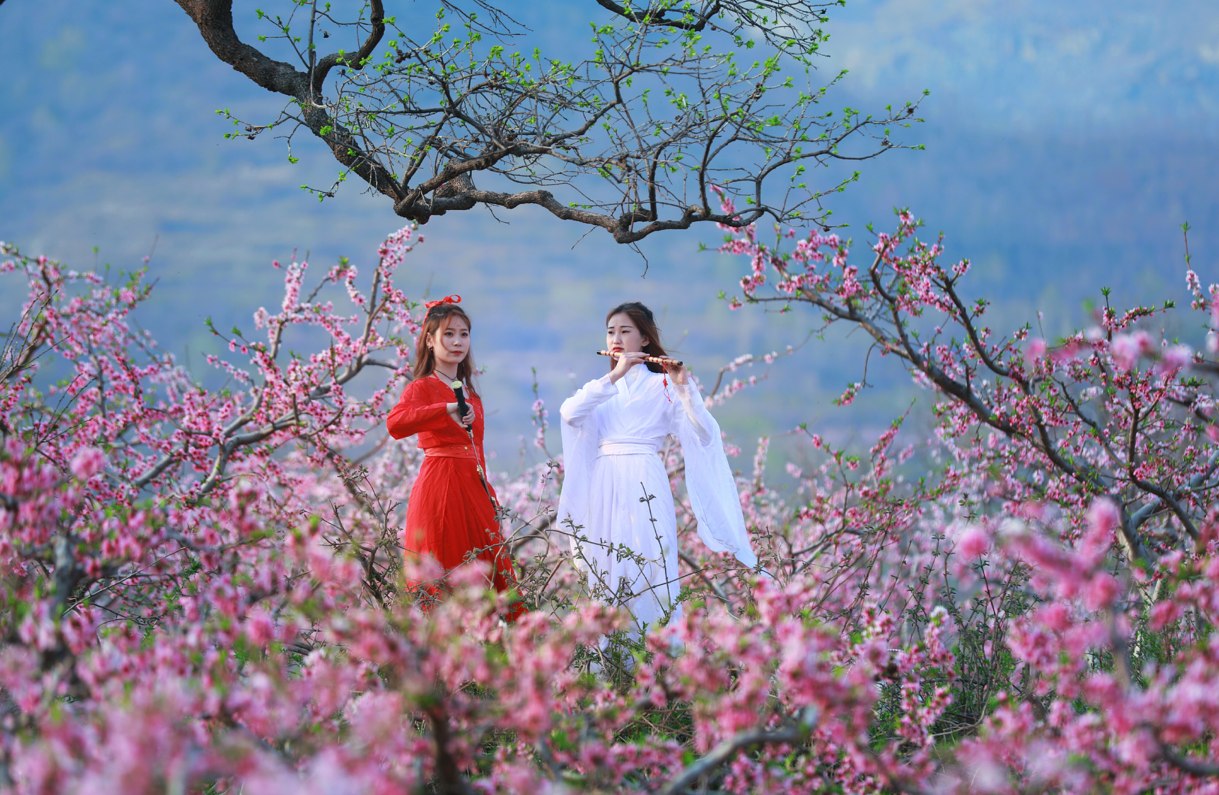 春天桃花开,古装佳人出游,美的像画一样.