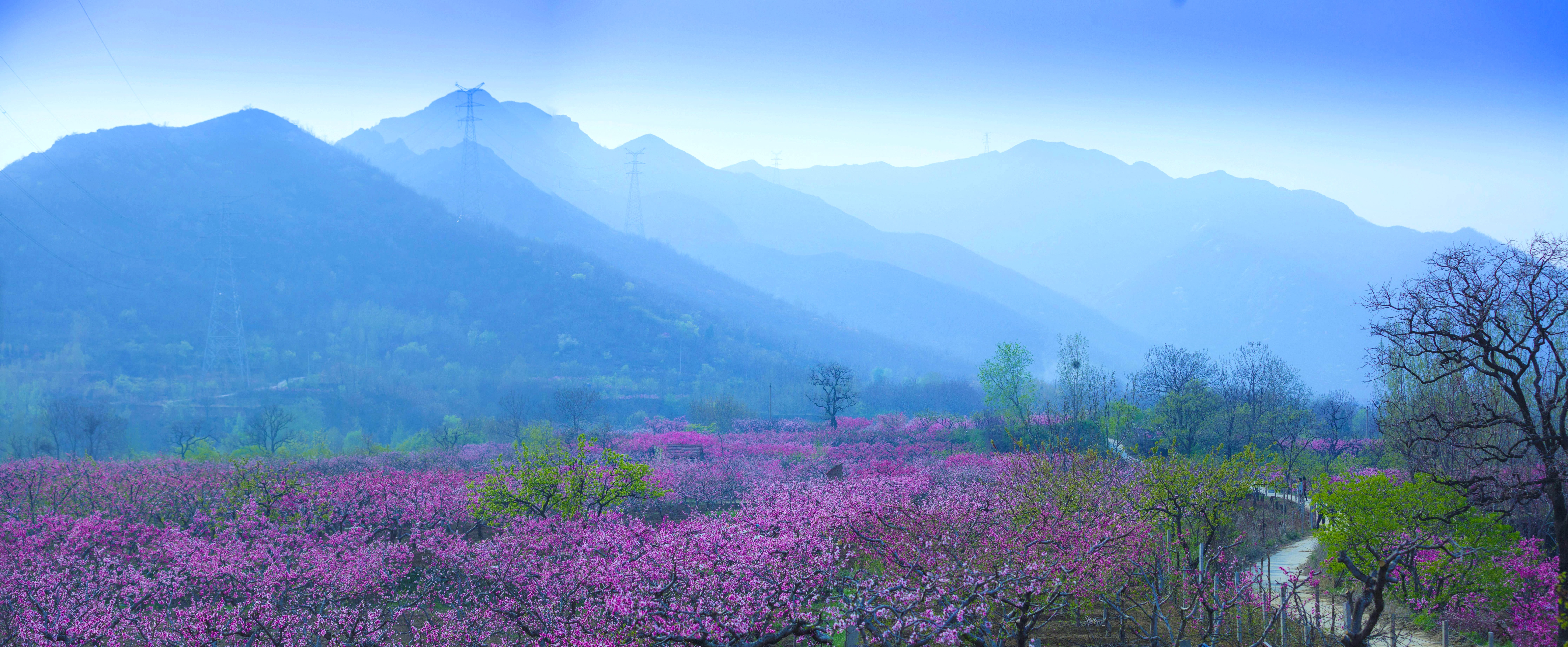 桃花盛开风景照片图片